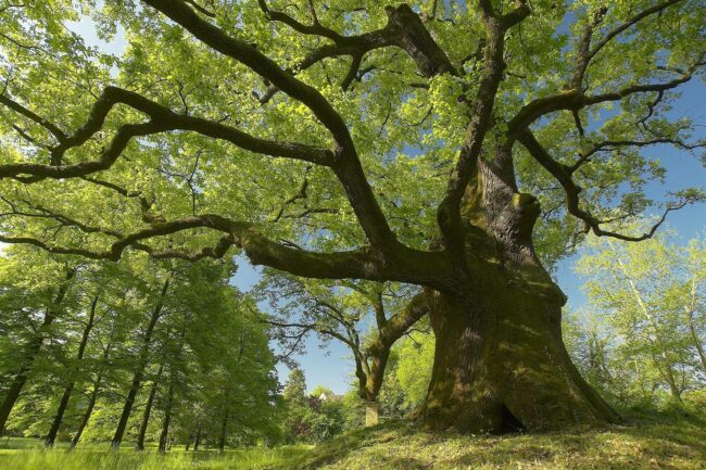 L’ALBERO DI NAPOLEONE